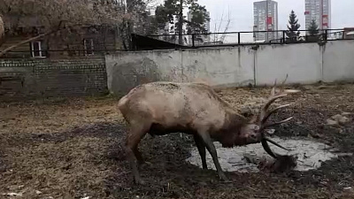 Марал показал на видео, зачем нужны большие рога