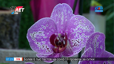 Руки садовода — Как вырастить орхидеи