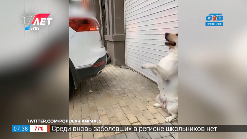 Все хвосты дома — Пёс-парковщик