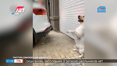 Все хвосты дома — Пёс-парковщик