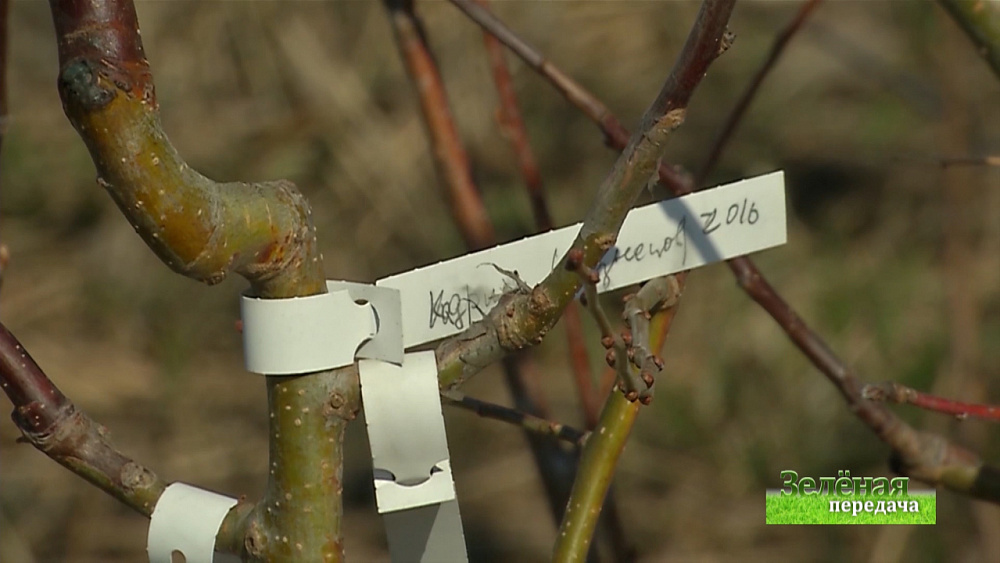 Зеленая передача 12.11.2020