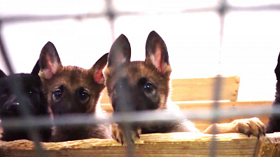 Щенята на службе в полиции: видео кинологического центра