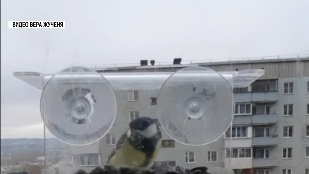 Синичкин день