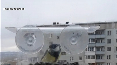 Синичкин день