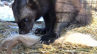 Росомаха изучает хвост домашнего яка: видео Челябинского зоопарка
