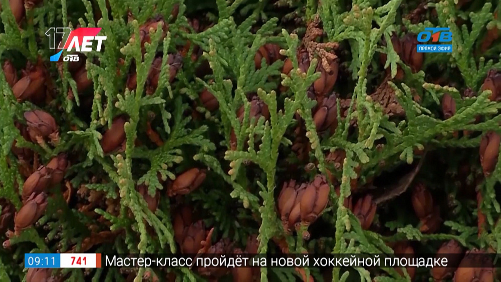 Руки садовода — Как защитить садовые ели