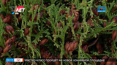 Руки садовода — Как защитить садовые ели