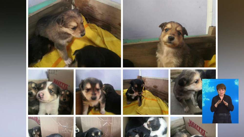 Спасённые щенки ищут хозяев