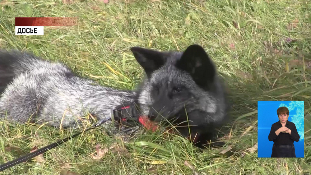 Домашнего лисёнка потеряли в Миассе