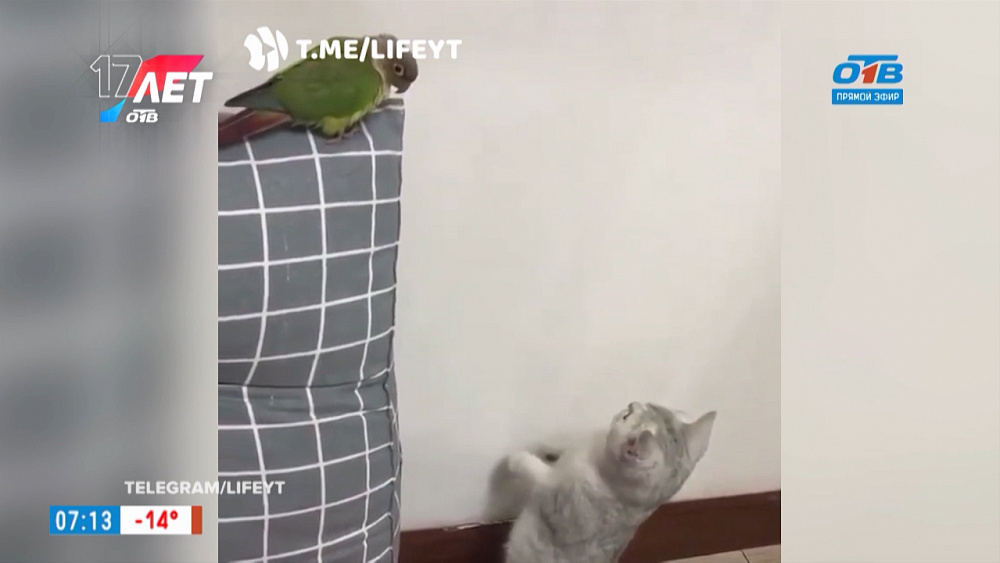 Все хвосты дома — Незадачливый охотник