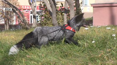 Лиса в Миассе отправилась на поиски лайков