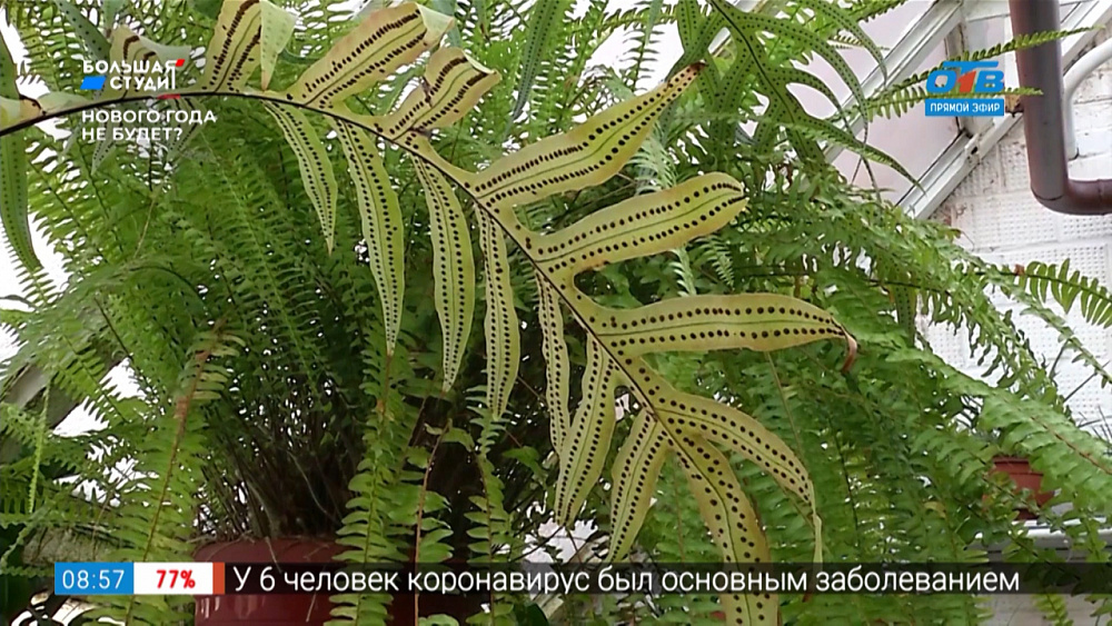 Руки садовода — Комнатные папоротники