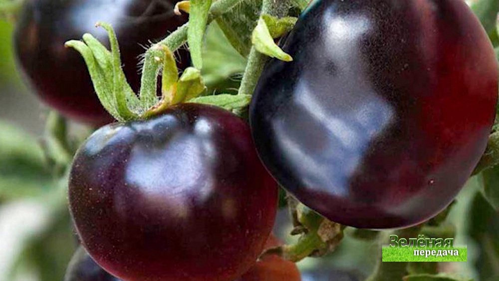 Зеленая передача 19.11.2020