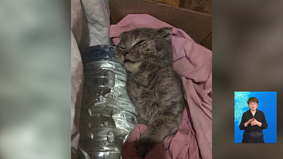Жители Миасса спасли замерзающую кошку