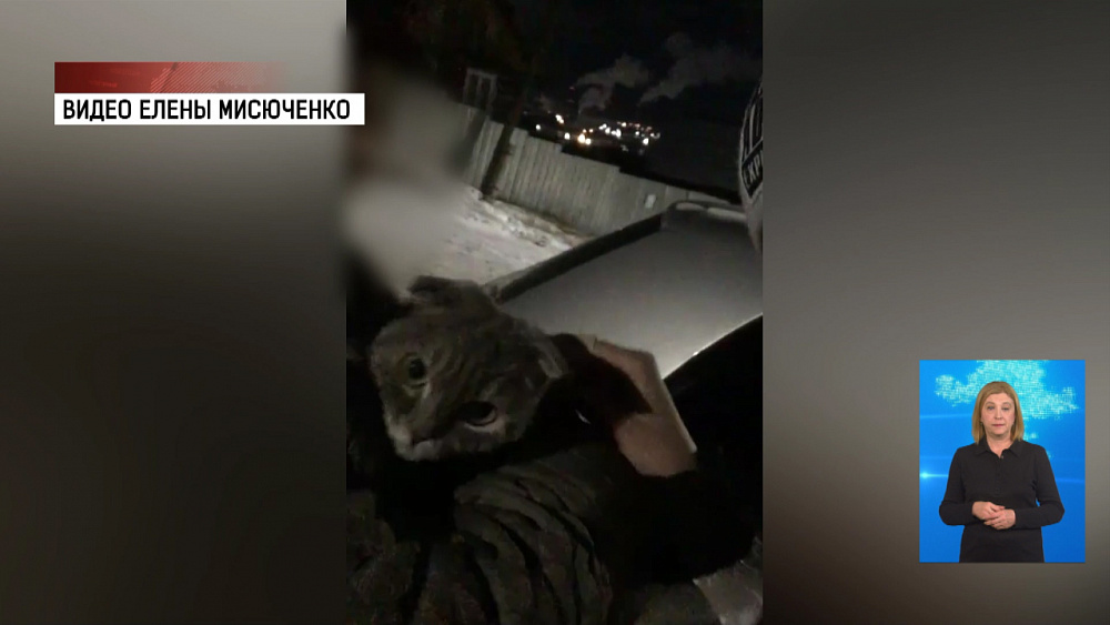 Спасенная кошка вернулась домой