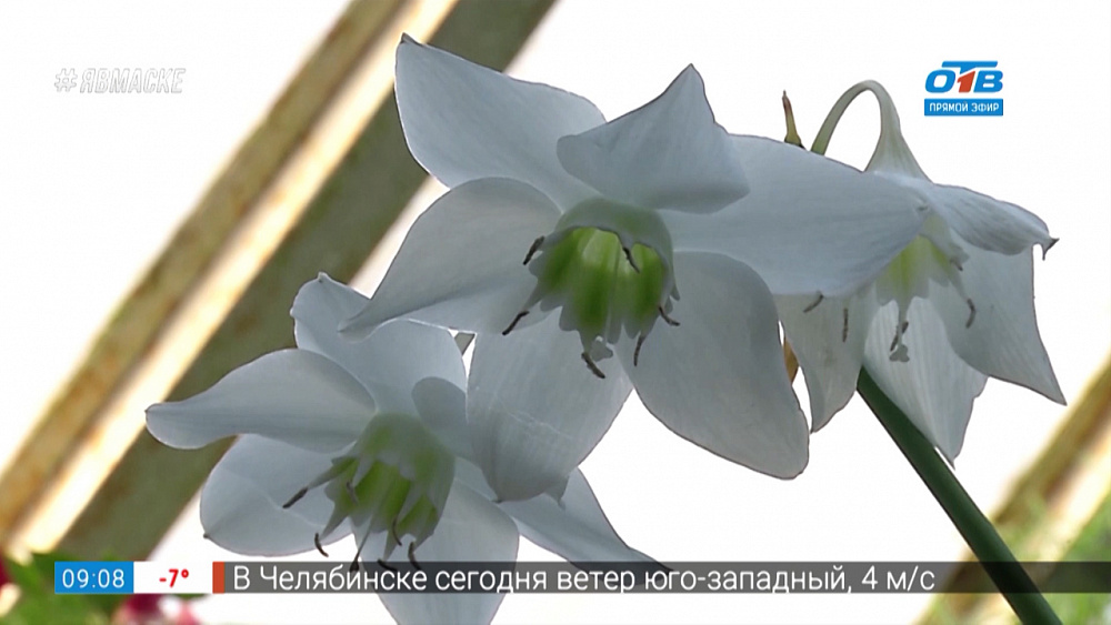 Руки садовода — Как ухаживать за эухарисом