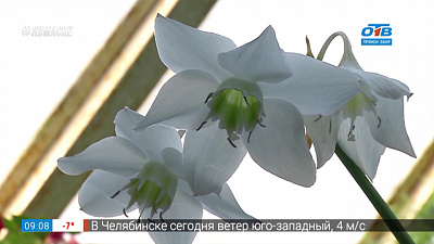 Руки садовода — Как ухаживать за эухарисом