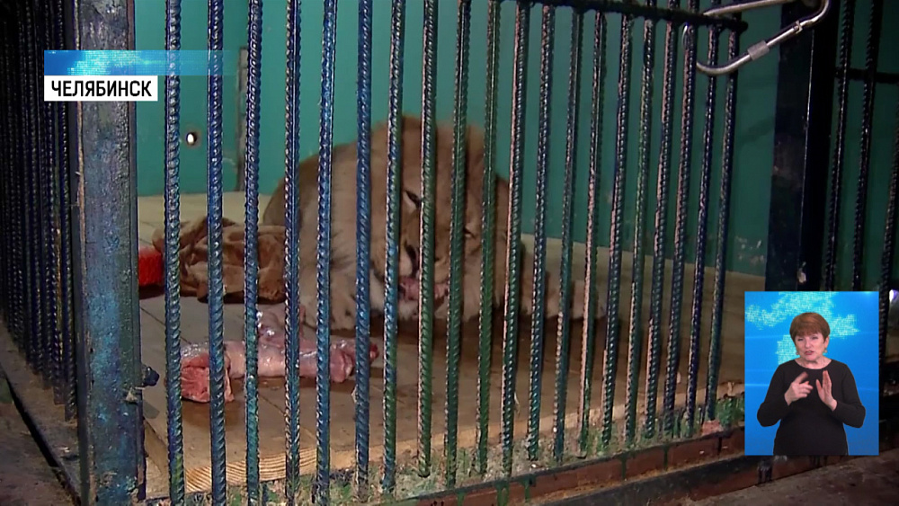 Симба летит домой