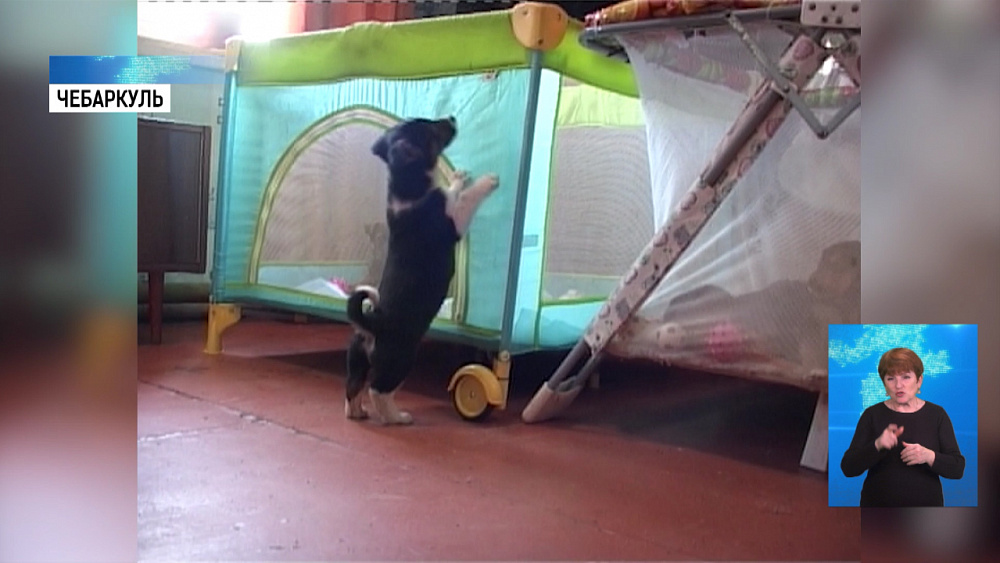 Спасённые щенята нашли себе новый дом