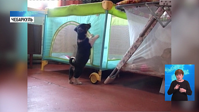 Спасённые щенята нашли себе новый дом