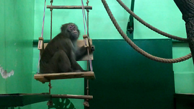 Качели для японского макака: видео из Челябинского зоопарка