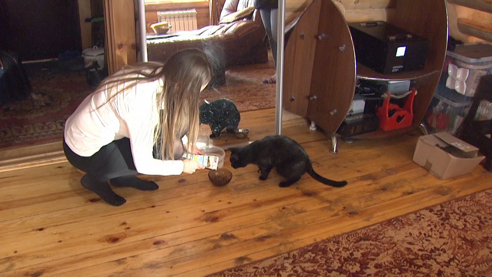 Жительница Миасса выходила обледеневшую кошку