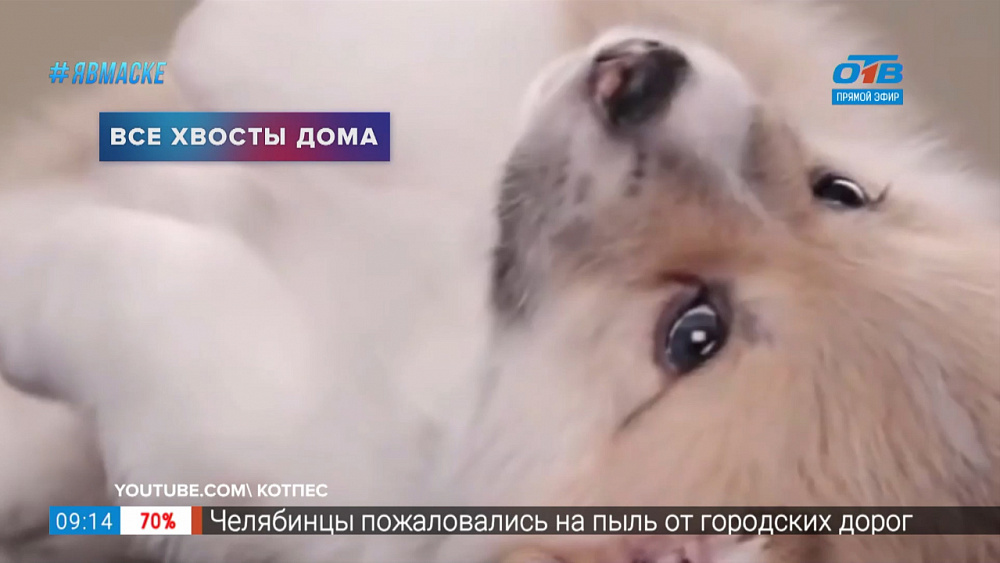 Все хвосты дома — Собачки породы Корги