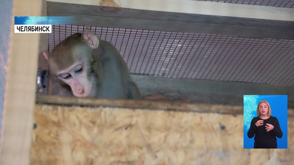 Зоозащитник приютил цирковую обезьяну