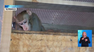 Зоозащитник приютил цирковую обезьяну