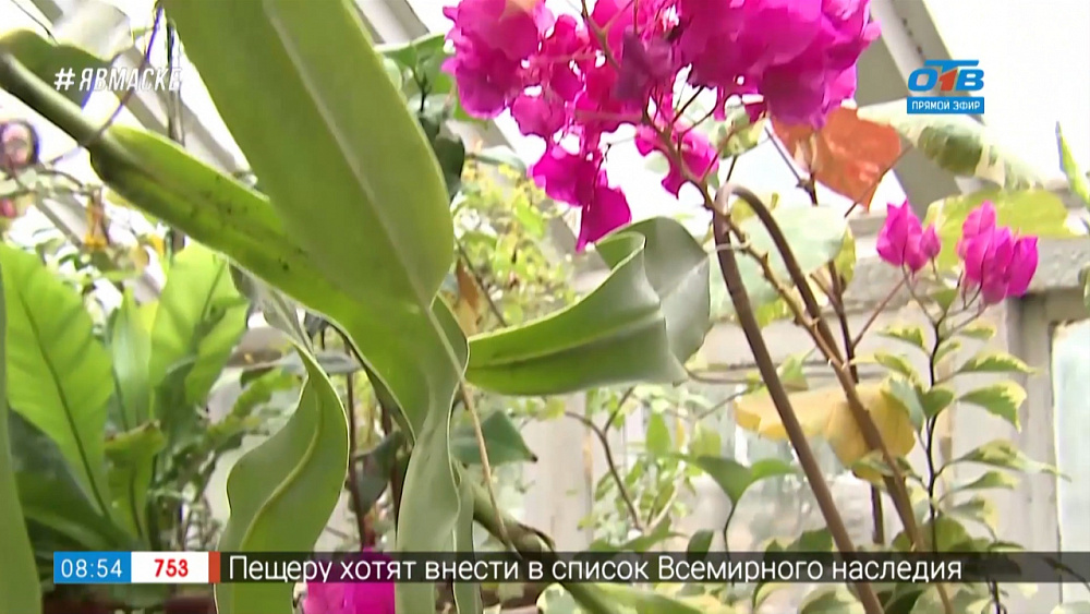 Руки садовода — Бугенвиллия — цветущая королева в вашем доме