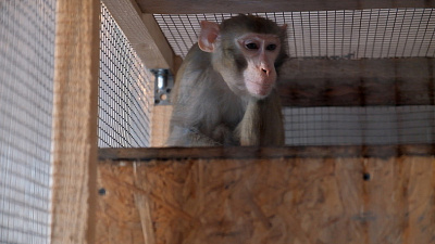 Обезьянку по кличке Мартин сняли на видео в приюте «Спаси меня»