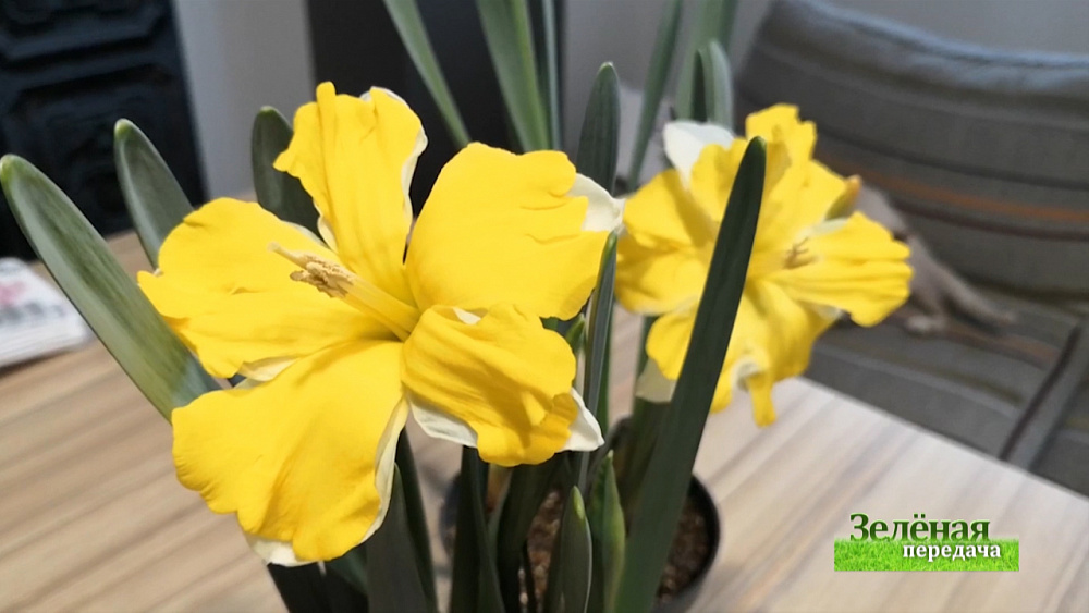 Зеленая передача 26.11.2020