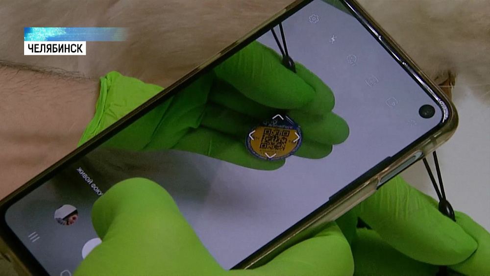 Чип поможет вернуть пропавшего питомца