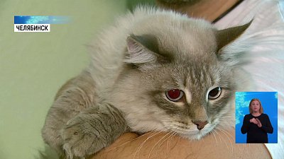 В Челябинске выбирают кошку города