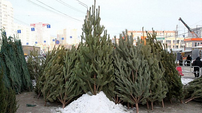 Елочные базары начнут работать в Челябинске с 15 декабря