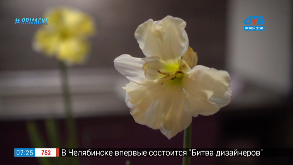 Руки садовода — Выгонка луковичных в домашних условиях