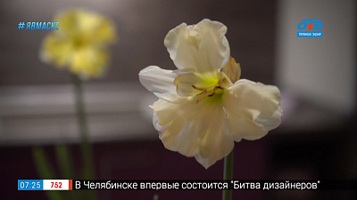 Руки садовода — Выгонка луковичных в домашних условиях