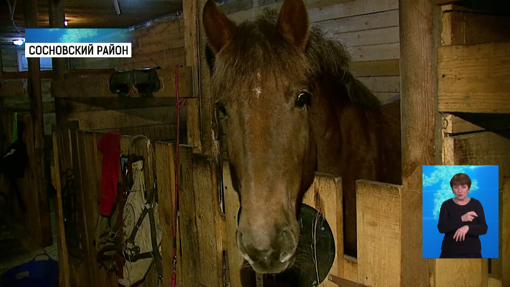 Южноуральские врачи проходят «иппотерапию»