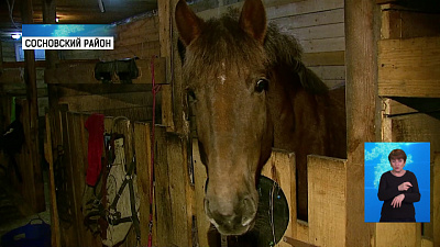 Южноуральские врачи проходят «иппотерапию»