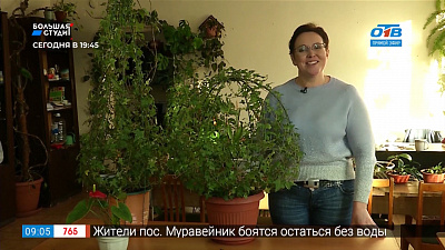 Руки садовода — Как сделать ёлочку из комнатного цветка