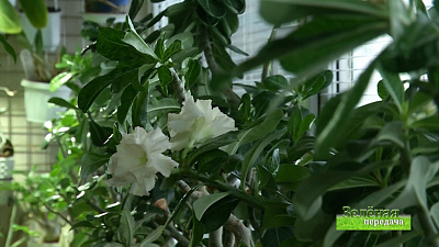 Зеленая передача 03.12.2020