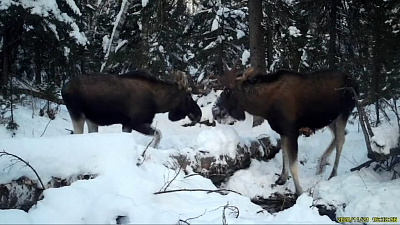 Лоси повздорили за обедом: видео из нацпарка Таганай