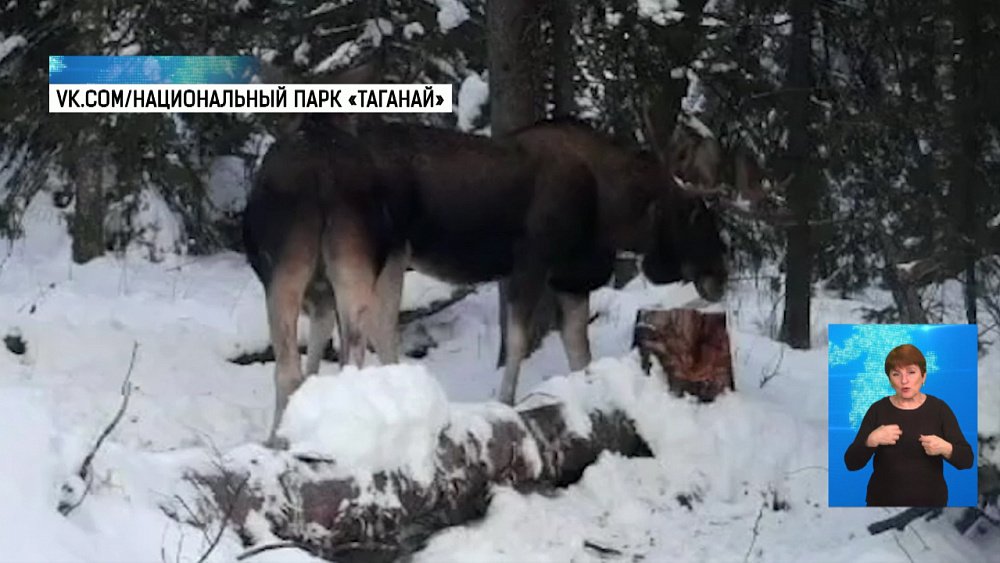 На Таганае лоси не поделили лакомство