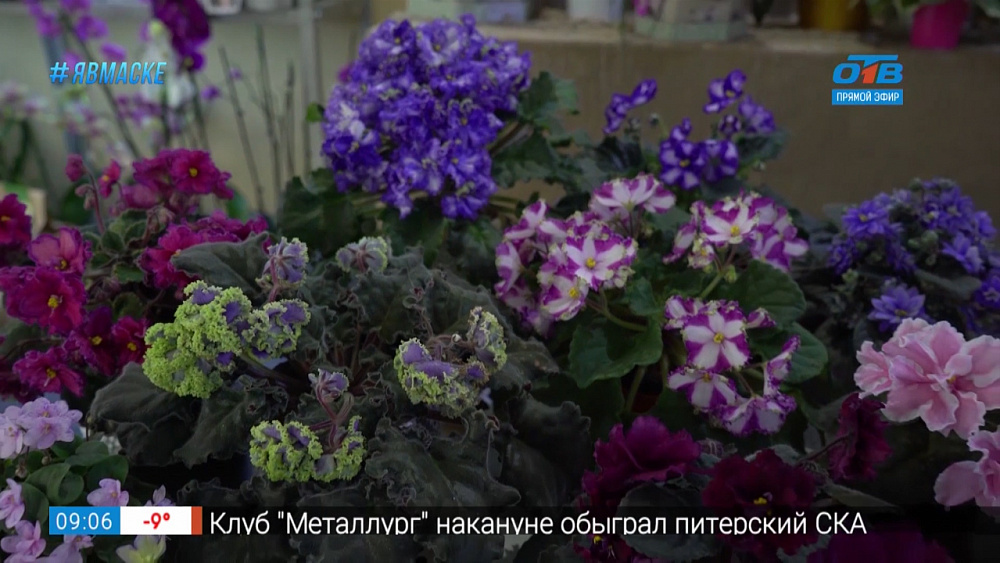 Руки садовода — Как правильно пересаживать фиалки