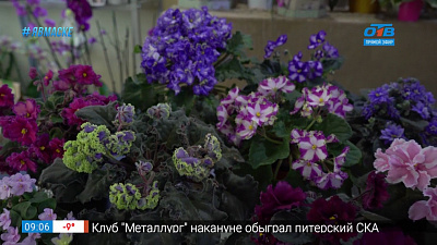 Руки садовода — Как правильно пересаживать фиалки