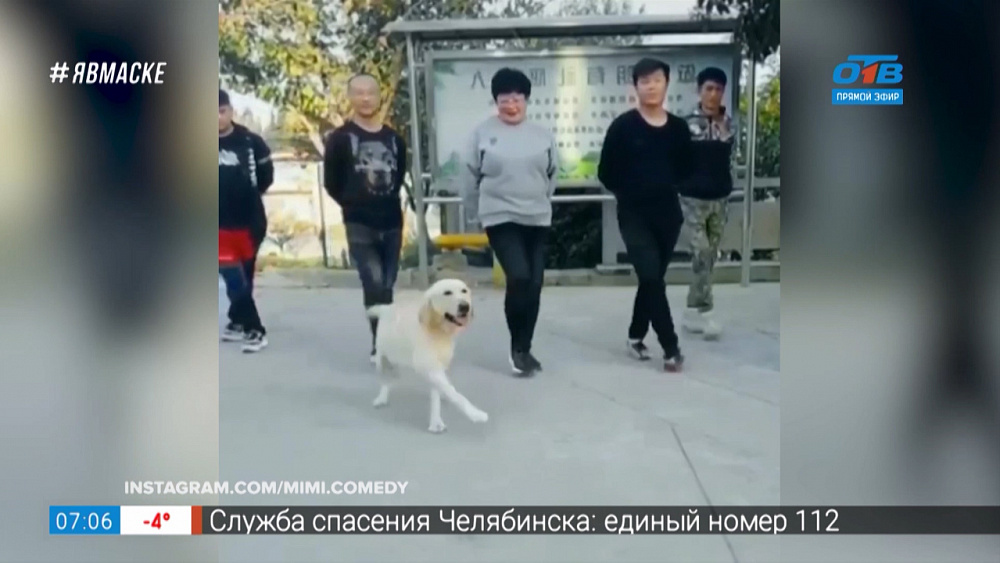 Все хвосты дома — Учитель танцев