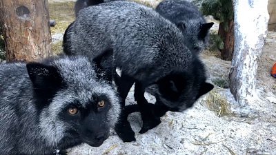 Чёрно-бурые лисицы отрастили зимний мех: видео Челябинского зоопарка