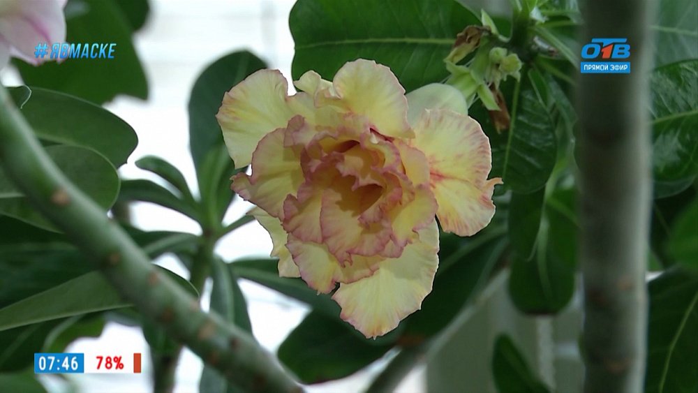 Руки садовода — Как выращивать адениумы