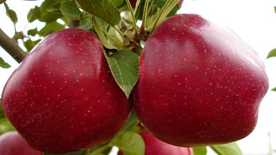 Яблоня «Ред Чиф»: посадка и уход