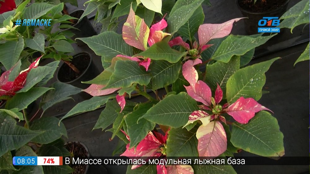 Руки садовода — Как ухаживать за пуансеттией